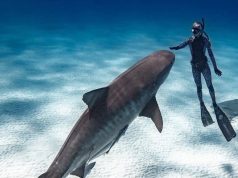 Tiger Shark Diving on Grand Bahama Island