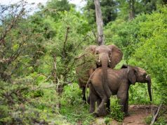 Tembo Plains Camp opening in Zimbabwe
