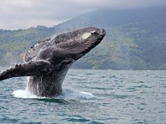 Whale Watching in Costa Rica