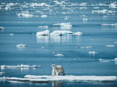 Aurora Expeditions certified 100% Carbon Neutral polar bear on ice fllow artic
