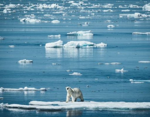 Aurora Expeditions certified 100% Carbon Neutral polar bear on ice fllow artic