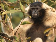 Ecolodge in Cambodia Earns Green Destinations’ Global Accolade