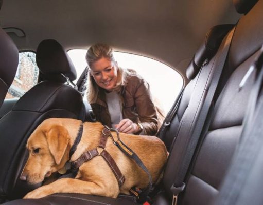Plan a Pet-Friendly Getaway
