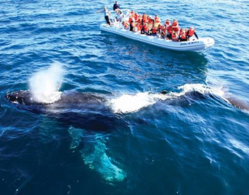 Riviera Nayarit Announces Holiday Activations to Welcome Travelers