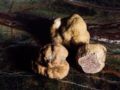 On the hunt for the “King of Mushrooms” Truffle season in Piedmont’s wine country with Nordelaia