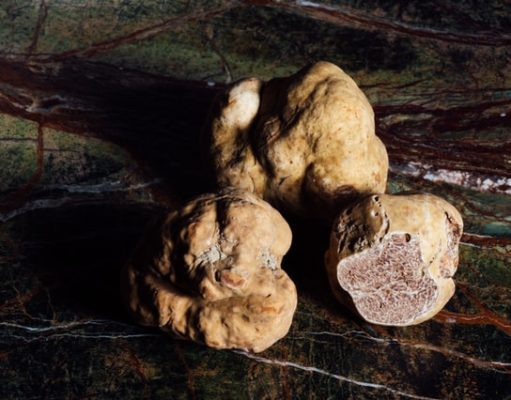 On the hunt for the “King of Mushrooms” Truffle season in Piedmont’s wine country with Nordelaia