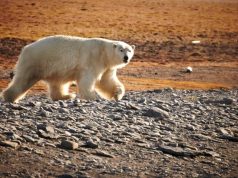 Exclusive Wrangel Island Adventure Awaits Five Intrepid Guests on Arctic Circle Cruise Arctic Circle Cruise