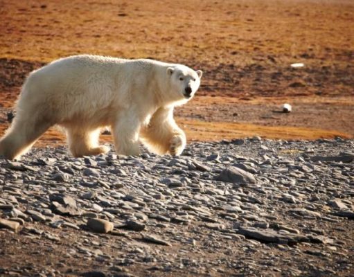 Exclusive Wrangel Island Adventure Awaits Five Intrepid Guests on Arctic Circle Cruise Arctic Circle Cruise