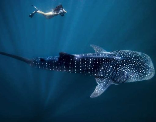 What’s new in Western Australia