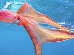 Rare sighting of ‘Rainbow-like’ Octopus off Lady Elliot Island, Queensland