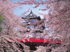 A Trail of Tohoku Cherry Blossoms