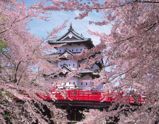 A Trail of Tohoku Cherry Blossoms