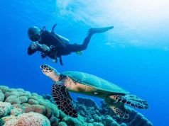 Wild Waters – Close Encounters with Wildlife in The Bahamas