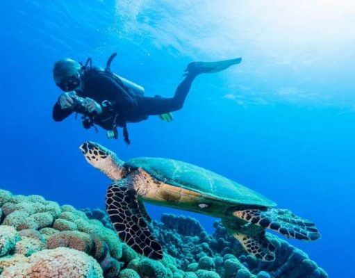 Wild Waters – Close Encounters with Wildlife in The Bahamas