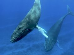 Newfoundland & Labrador | A Song Called Come Home