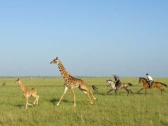 Great Plains Presents a Series of ‘Wildly Romantic’ Kenyan Safari Experiences