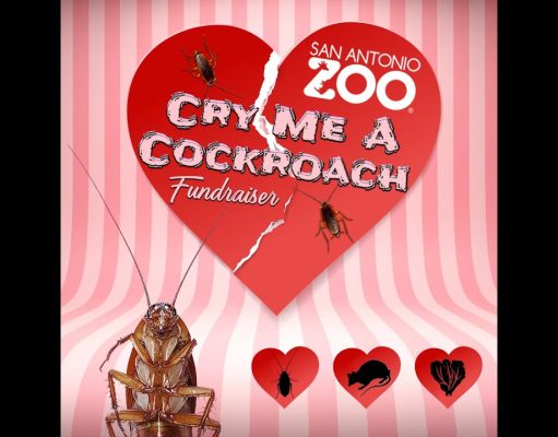 Feed your ex to the animals at the San Antonio Zoo