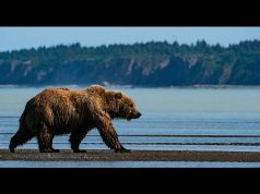 Alaska Bear Camp New for Summer 2022