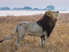 Wilderness Safaris and Panthera Introduce Unique Lion Conservation Trip to Zambia