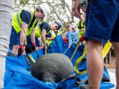 Disney Assists with Successful Rehabilitation and Release of Manatee
