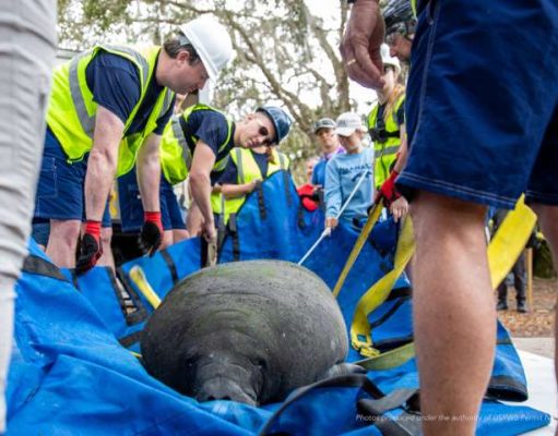 Disney Assists with Successful Rehabilitation and Release of Manatee