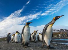 New Exclusive Helicopter Excursion to Antarctica’s Snow Hill Island Emperor Penguins