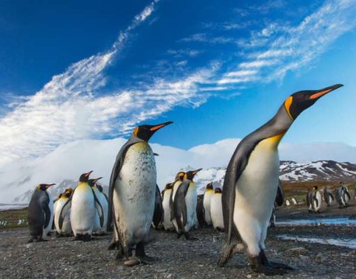 New Exclusive Helicopter Excursion to Antarctica’s Snow Hill Island Emperor Penguins