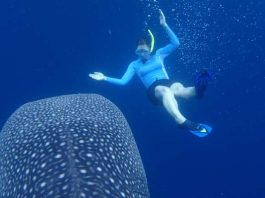 diving with the whale sharks