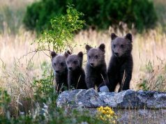 Tourism in a Time of Climate Crisis conservation travel