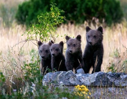 Tourism in a Time of Climate Crisis conservation travel