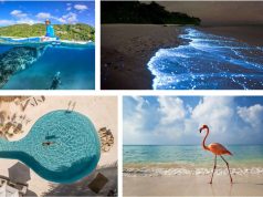 Plan a June Escape to Holbox, Mexico Wildlife June escape in Holbox
