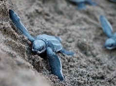 Sustainable Travel | Try these Destinations baby sea turtle on sand