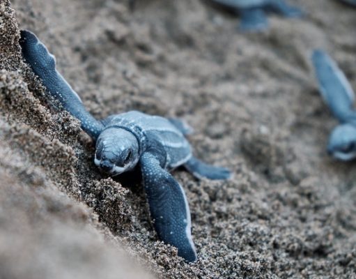 Sustainable Travel | Try these Destinations baby sea turtle on sand