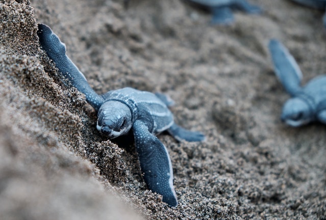 baby sea turtle on sand