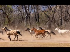 Dude Ranches of Arizona