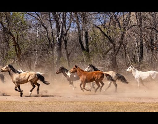 Dude Ranches of Arizona