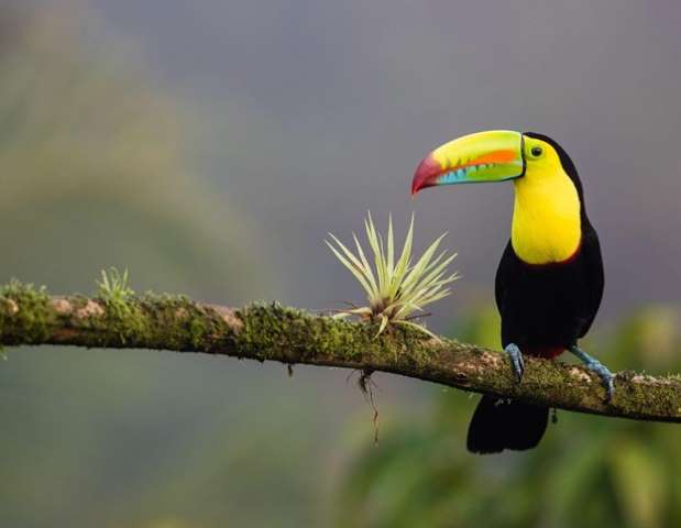 toucan in Costa Rica
