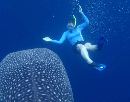 Discover Indonesia’s Hidden Islands & Teeming Wildlife With Award-Winning Documentary Filmmakers diving with the whale sharks