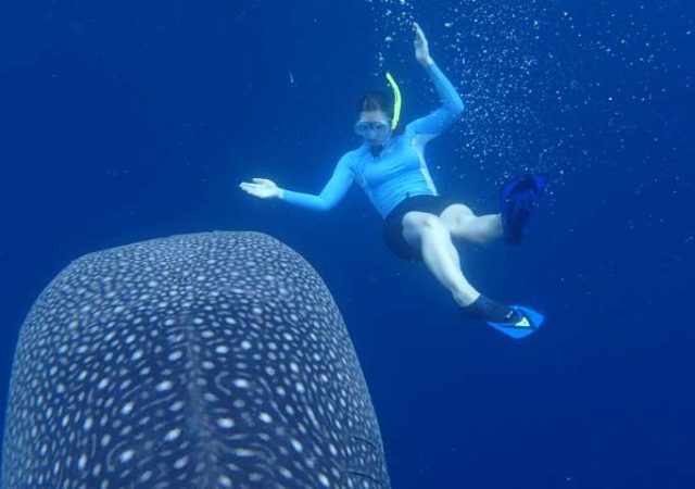 diving with the whale sharks