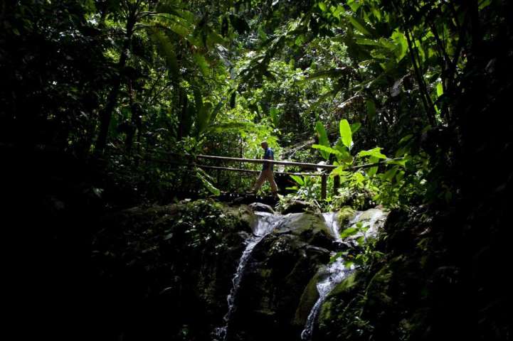 forest in Costa Rica