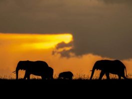 Rewild Zambezi Elephants at sunset