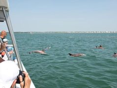 Hidden Gem Attractions In Myrtle Beach A Perfect Addition To Summer Itineraries dolphin watching