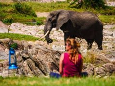 Wilderness Safaris And Wayo Africa Announce Strategic Partnership To Grow Positive Tourism Impact in Tanzania elephant while on an african safari