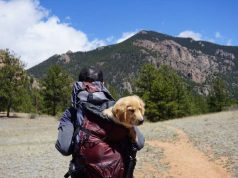 Tips and Tricks for Traveling with Your Pets man carring dof in a backpack