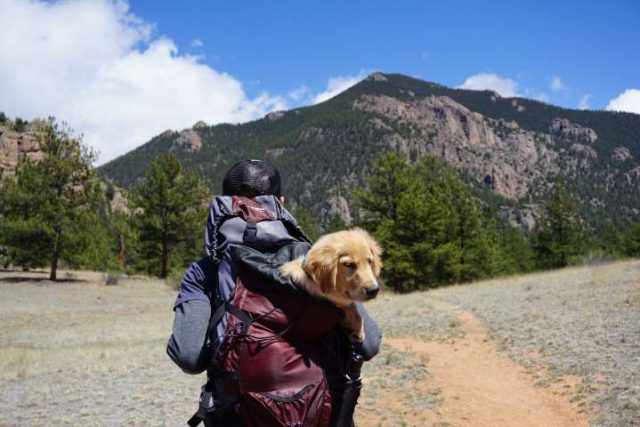 man carring dof in a backpack