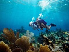 The Bahamas is Revitalizing its Reefs, One Piece of Coral at a Time divers in the Bahamas planting coral