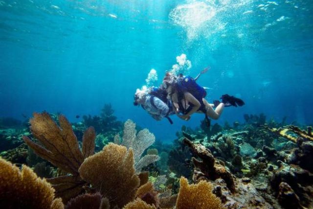 divers in the Bahamas planting coral