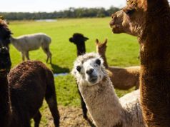 7 Fun Experiences in New South Wales, Australia Iris Lodge Alpacas, Jilliby Australia