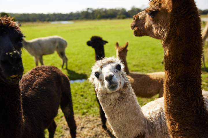 Iris Lodge Alpacas, Jilliby Australia