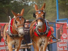 73rd Benson Mule Days Festival Set for Sept. 22-25 Mules pulling carriage